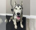 Small Siberian Husky