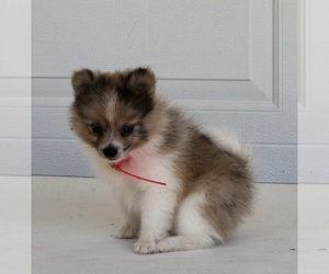 Pomeranian Puppy for sale in FREDERICKSBURG, OH, USA