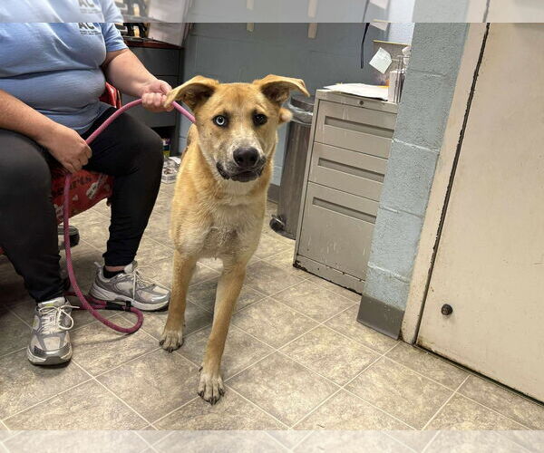 Medium Photo #5 Mutt Puppy For Sale in Rustburg, VA, USA