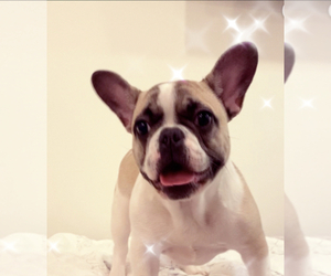 French Bulldog Puppy for sale in KENNER, LA, USA