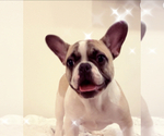 Small Photo #1 French Bulldog Puppy For Sale in KENNER, LA, USA