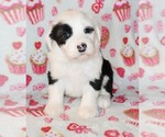 Small Photo #6 Sheepadoodle Puppy For Sale in ASPERMONT, TX, USA