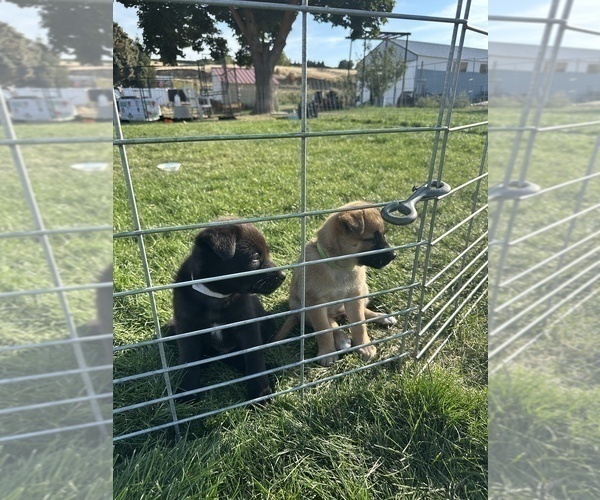 Medium Photo #3 Shollie Puppy For Sale in YAKIMA, WA, USA