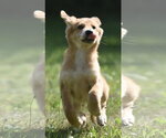 Small #5 Golden Retriever Mix