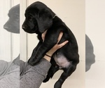 Small Photo #17 Labrador Retriever Puppy For Sale in WOODBURN, IN, USA