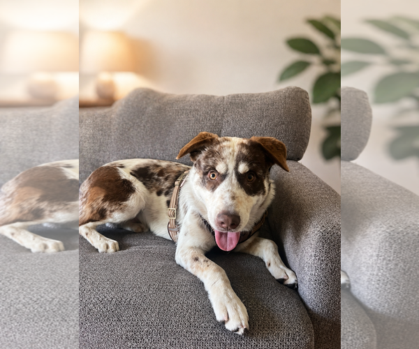 Medium Photo #1 Australian Shepherd Puppy For Sale in Menifee, CA, USA