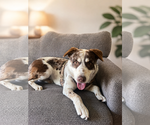 Australian Shepherd Dogs for adoption in Menifee, CA, USA