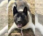 Small #1 Akita