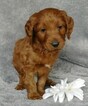 Small Photo #5 Goldendoodle Puppy For Sale in FREDERICKSBG, OH, USA