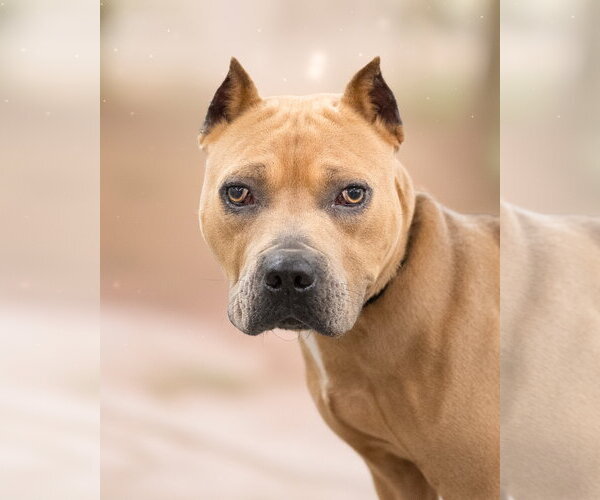 Medium Photo #2 Mutt Puppy For Sale in Woodbury, NY, USA