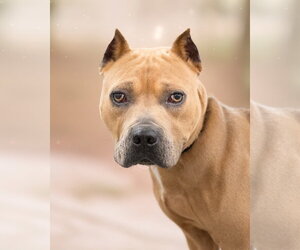 GRIZZLY - Male Mutt Dog for Adoption - Photo #2
