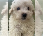 Puppy Areo Maltipoo