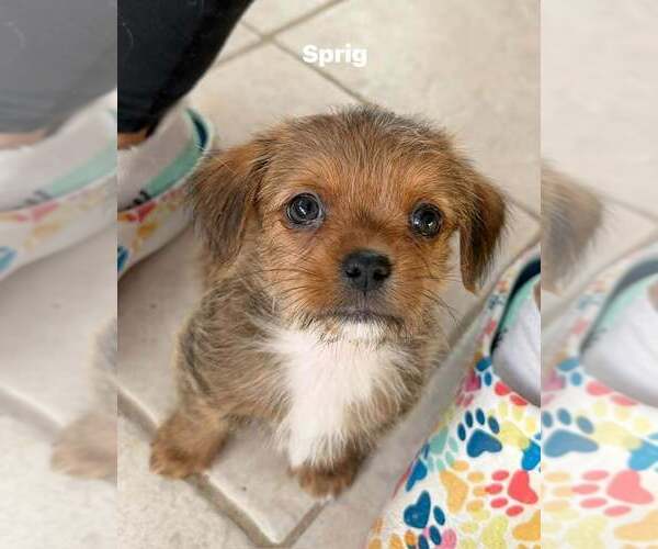 Medium Photo #1 Shih Tzu Puppy For Sale in Cave Creek, AZ, USA