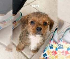 Shih Tzu Dogs for adoption in Cave Creek, AZ, USA