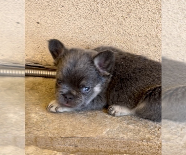 Medium Photo #8 French Bulldog Puppy For Sale in CHARLESTON, SC, USA