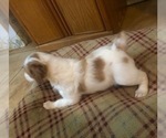 Small Photo #2 Brittany Puppy For Sale in BRANDENBURG, KY, USA