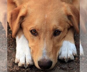 German Shepherd Dog-Huskies  Mix Dogs for adoption in Sequim, WA, USA