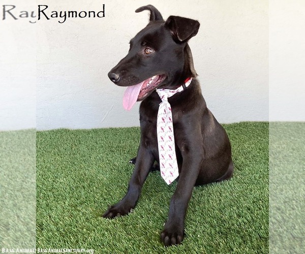 Medium Photo #1 Mutt Puppy For Sale in San Diego, CA, USA