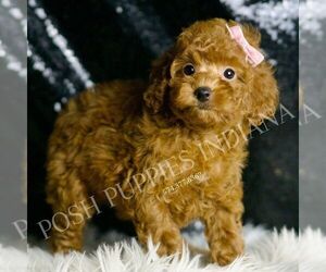 Poodle (Toy) Puppy for sale in WARSAW, IN, USA