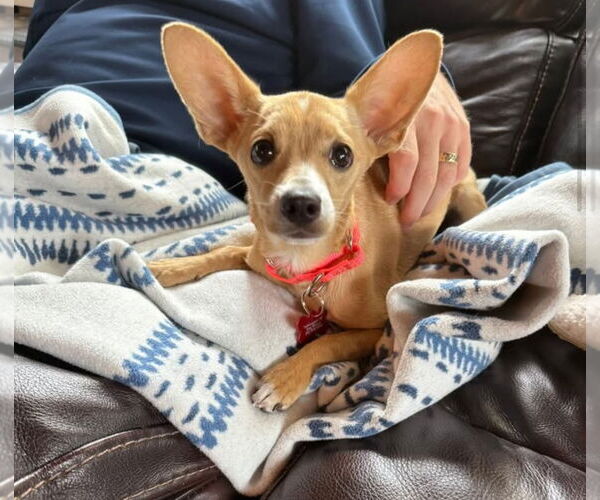 Medium Photo #7 Chihuahua-Unknown Mix Puppy For Sale in Grafton, WI, USA