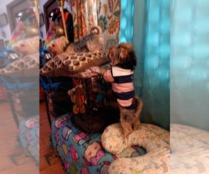 Father of the Yorkshire Terrier puppies born on 02/29/2024