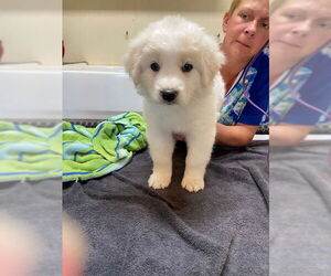 Border Collie-Great Pyrenees Mix Dogs for adoption in Pueblo West, CO, USA