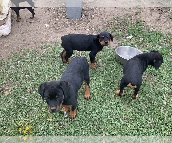 Medium Photo #3 Rottweiler Puppy For Sale in SIOUX CENTER, IA, USA