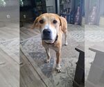 Small Labrador Retriever Mix