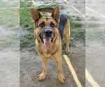 Small #1 German Shepherd Dog