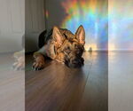 Small #3 German Shepherd Dog