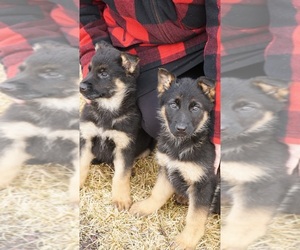 German Shepherd Dog Puppy for sale in SOAP LAKE, WA, USA