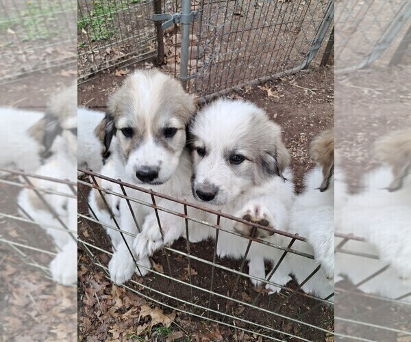 Medium Photo #6 Great Pyrenees Puppy For Sale in BANCROFT, WI, USA