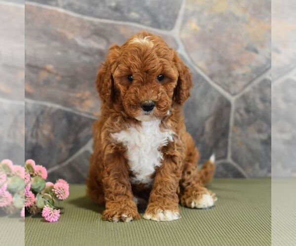 Medium Photo #5 Poodle (Miniature) Puppy For Sale in MILL HALL, PA, USA