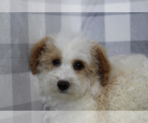 Bichpoo Puppy for sale in MARIETTA, GA, USA