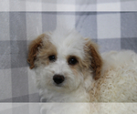 Small Bichpoo