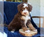 Small #1 Bernedoodle (Miniature)