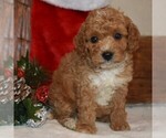Small Photo #3 Cavapoo-Poodle (Miniature) Mix Puppy For Sale in NEWPORT, PA, USA