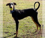 Small #20 Doberman Pinscher