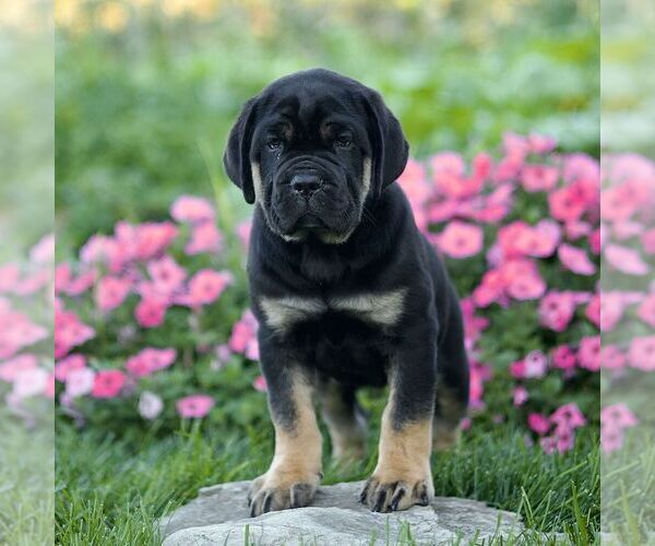 Medium Photo #3 Cane Corso Puppy For Sale in LANCASTER, PA, USA