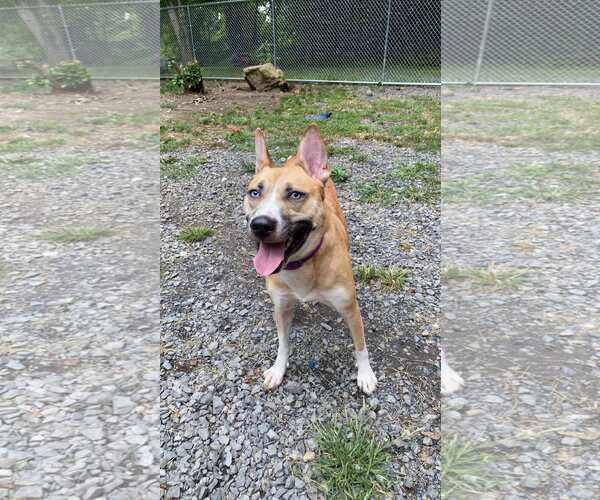 Medium Photo #1 Siberian Husky-Unknown Mix Puppy For Sale in Lewistown, PA, USA