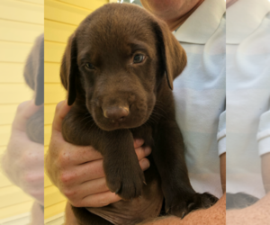Labrador Retriever Puppy for sale in TROY, SC, USA