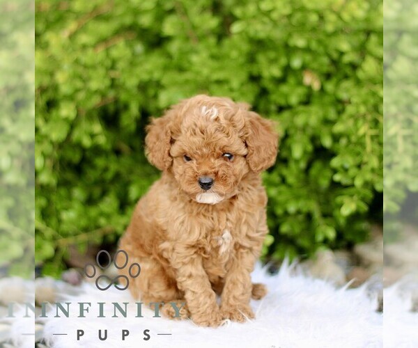 Medium Photo #3 Goldendoodle (Miniature) Puppy For Sale in BIRD IN HAND, PA, USA