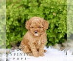 Small #2 Goldendoodle (Miniature)