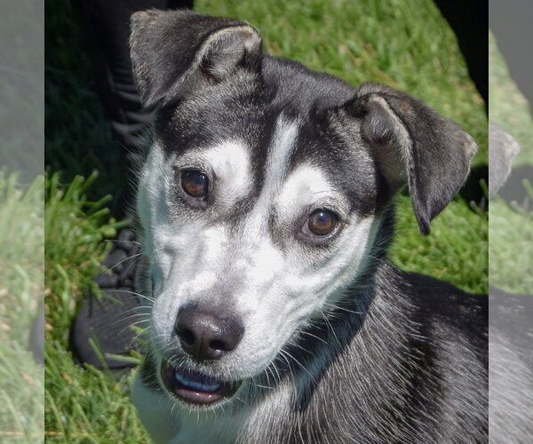 Medium Photo #1 Alaskan Klee Kai-Siberian Husky Mix Puppy For Sale in Huntley, IL, USA