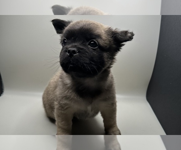 Medium Photo #2 French Bulldog Puppy For Sale in DISCOVERY BAY, CA, USA