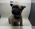 Small Photo #2 French Bulldog Puppy For Sale in DISCOVERY BAY, CA, USA