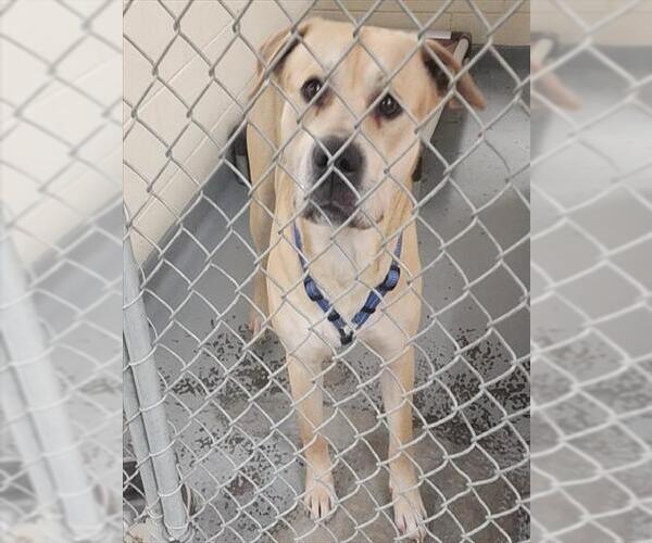 Medium Photo #1 Labsky Puppy For Sale in Anchorage, AK, USA