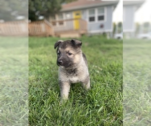 Alaskan Malamute-Belgian Malinois Mix Puppy for sale in KANSAS CITY, MO, USA