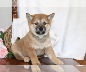 Shiba Inu Puppy for sale in SHILOH, OH, USA