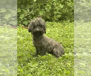 Poodle (Miniature) Dogs for adoption in HOPKINSVILLE/PRINCETON, KY, NH, USA
